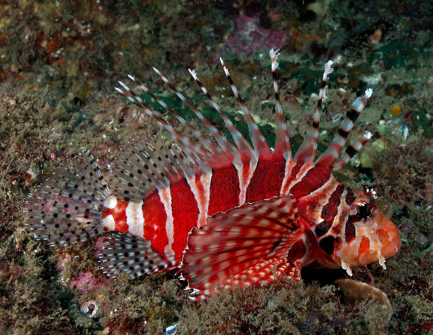 DENDROCHIRUS ZEBRA